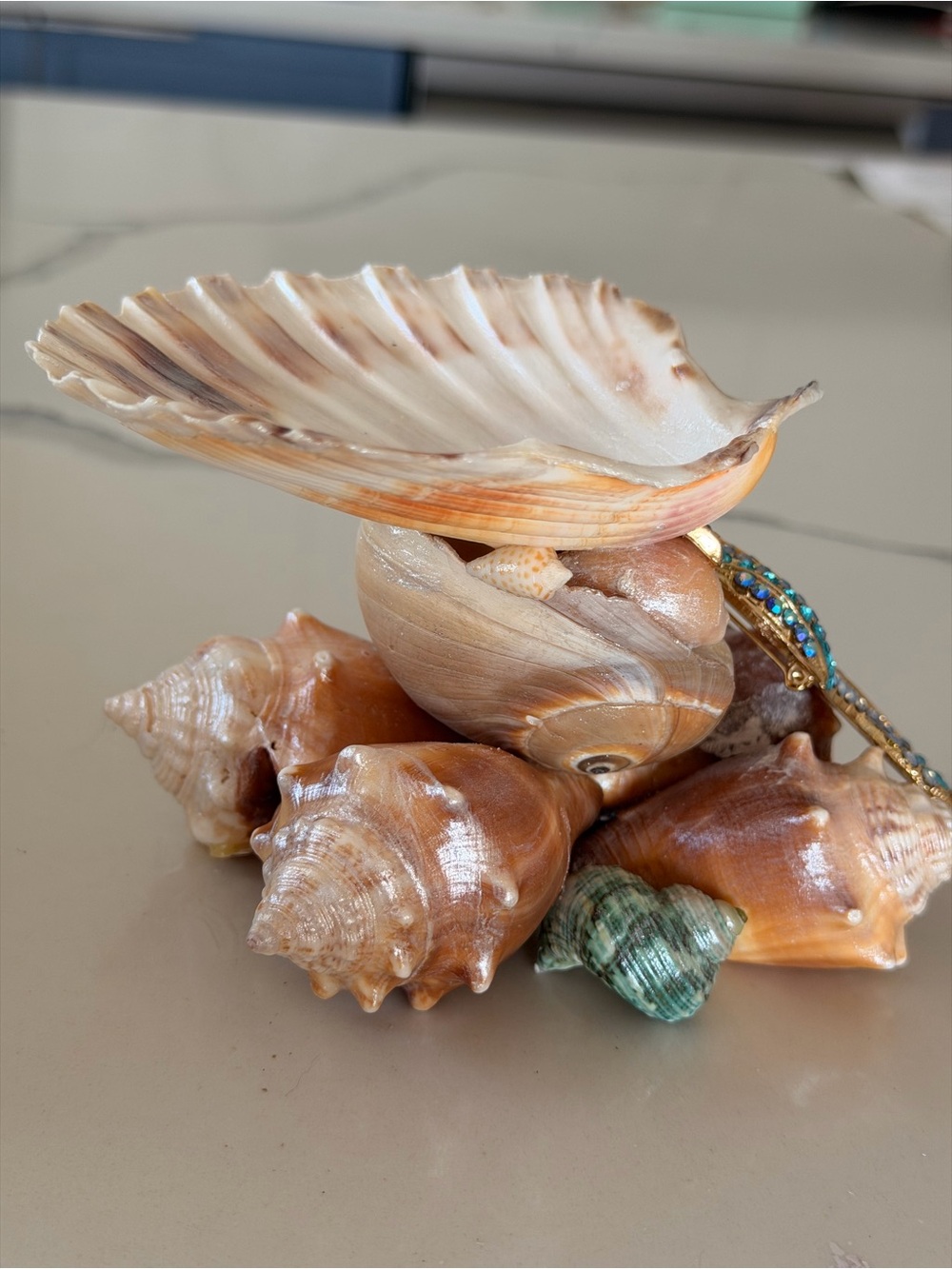 Seashell Decorative Accent Bowl - Natural Brown and Cream - Picture 4 of 7